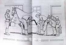 My Horse Coloring Book
