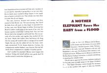 Dogs Have the Strangest Friends  Other True Stories of Animal Feelings