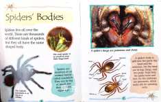 Spiders