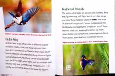 Birds