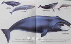 Scholastic First Discovery: Whales