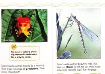 Beautiful Bugs