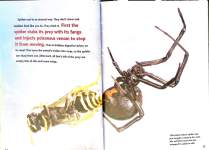 Spiders