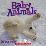 Baby animals in the snow Scholastic