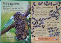 Bees and Wasps
