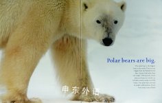 Polar Bears Mark Newman