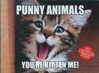 The Meme-ing of Life Punny Animals You're Kitten Me! Scholastic
