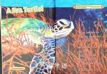 Sea Turtles