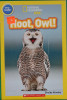 Hoot, Owl!
