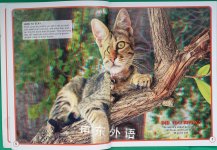 WORLDS CUTEST CATS  KITTENS in 3D