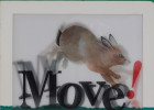 Move! Board book