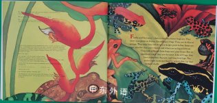 FLASHY fantastic RAIN FOREST FROGS