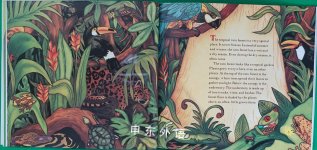 FLASHY fantastic RAIN FOREST FROGS