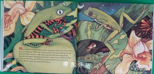 FLASHY fantastic RAIN FOREST FROGS