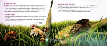 How Do Flies Walk Upside Down?Questions and Answers About Insects
