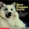 How Puppies Grow