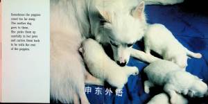 How Puppies Grow