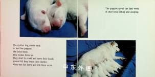 How Puppies Grow