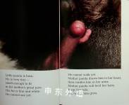 The Amazing Panda Adventure