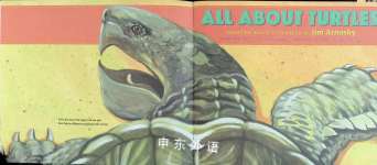 All About Turtles
