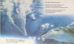 Dolphins