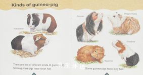 All Aboard : Stage 3 Non-Fiction:Guinea Pigs