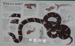 Amazing Snakes Eyewitness Junior