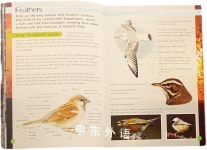 RSPB Children's Guide to Bird Watching