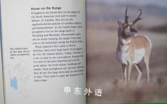 Pronghorns Natures Children