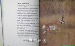 Pronghorns Natures Children
