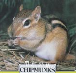 Getting to Know . . . Nature's Children: Chipmunks/Beavers Merebeth Switzer,Elizabeth Grace Zuraw