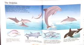 Sea Creatures