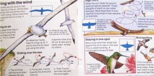 How Does a Bird Fly (Starting Point Science)