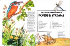 Ponds and Streams