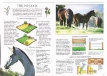 Grooming and Stable Management