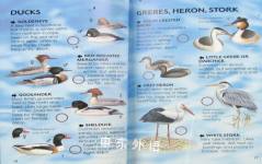 Birds (Usborne New Spotters' Guides)