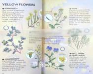 Wild Flowers Usborne New Spotters' Guides