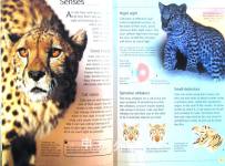 Usborne Discovery  Internet-linked:Big Cats