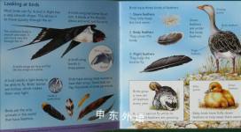 Birds (Usborne Pocket Nature with Internet Links)