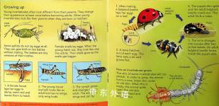Creepy Crawlies (Usborne Pocket Nature with Internet Links)