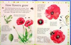 The Usborne Little Book of Flowers