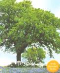 Trees Usborne Publishing Ltd