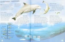 Usborne Discovery: Whales and dolphins