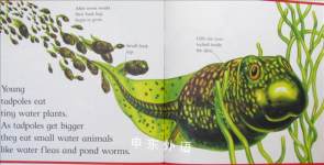 From Tadpole to Frog (Lifecycles)