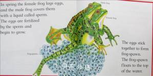 From Tadpole to Frog (Lifecycles)