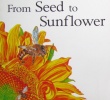 From Seed To Sunflower 