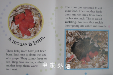 Watch It Grow: Mouse