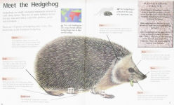 Animal Neighbours:Hedgehog 