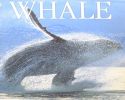 Eyewitness Whale