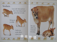 Calf